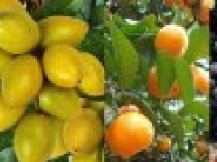 【 綠苗壯種植em菌 】