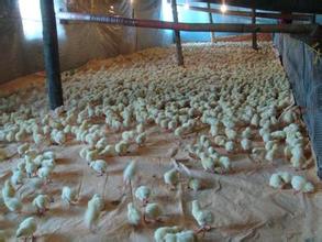 雞常見病變的鑒別診斷