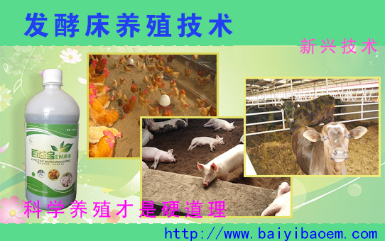 發(fā)酵床養(yǎng)雞可行性研究技術(shù)報(bào)告樣本